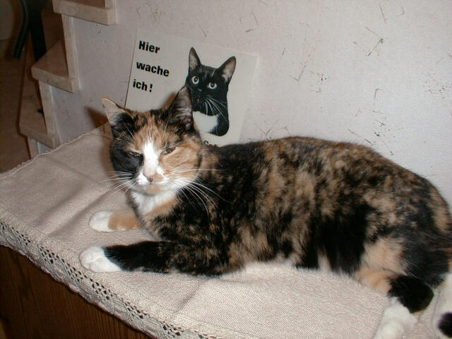../images/fotoalbum/katzen/1999-01-22_02