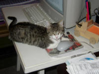 Felix hat die Mouse gefangen