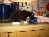 Sammy hat Hunger