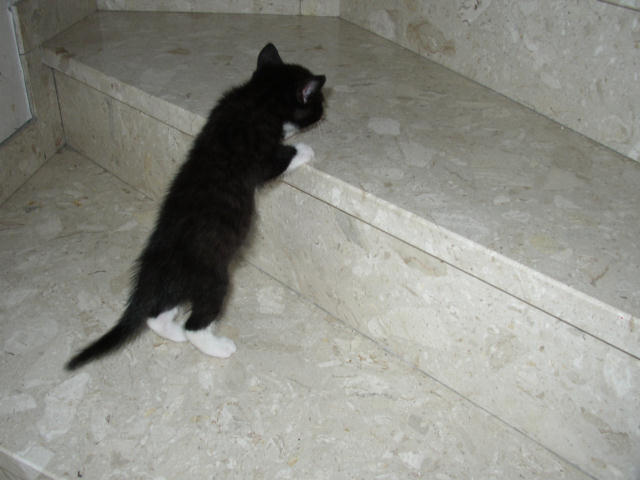 ../images/fotoalbum/katzen/2004-12-04_10
