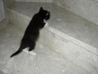 Sammy lernt Treppen steigen