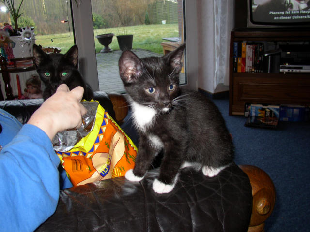 ../images/fotoalbum/katzen/2004-12-26_06
