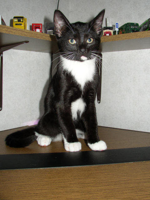 ../images/fotoalbum/katzen/2005-01-26_03