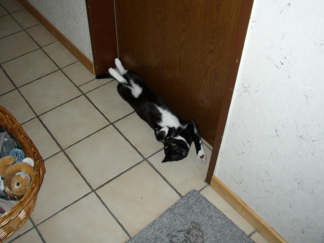 ../images/fotoalbum/katzen/2005-05-03_02