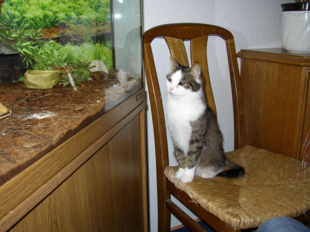 ../images/fotoalbum/katzen/2007-02-23_06