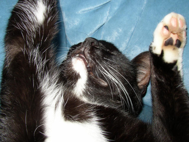 ../images/fotoalbum/katzen/2007-11-18_04