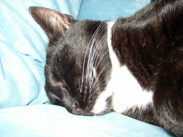 ../images/fotoalbum/katzen/2007-11-18_06